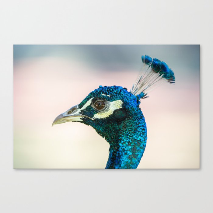 Peacock head against bright background Canvas Print