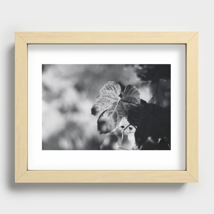 Autumn Grape Leaf in Black and White Recessed Framed Print