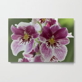 Twin Alien Orchids Metal Print