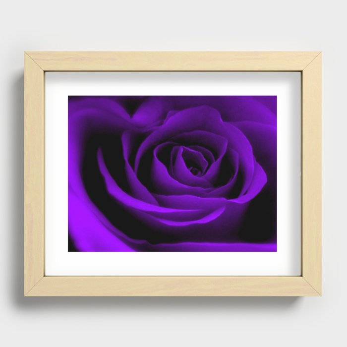 A Purple Rose Recessed Framed Print