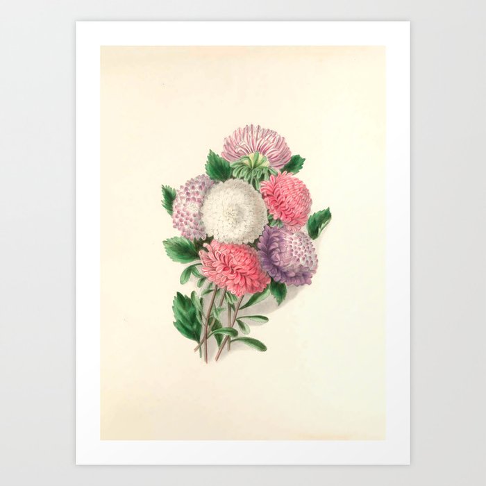  Asters by Clarissa Munger Badger, "Floral Belles," 1866 (benefitting The Nature Conservancy) Art Print