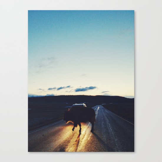 Bison in the Headlights Canvas Print