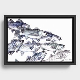 "Old School" Striped Bass  Framed Canvas