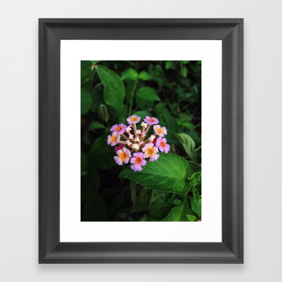 Lantana Camara Framed Art Print