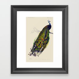 Vintage Peacock Framed Art Print