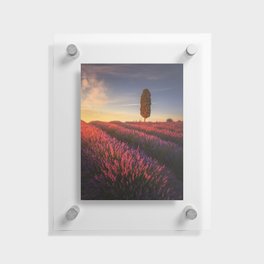 Lavender fields and lonely cypress tree at sunset. Tuscany Floating Acrylic Print