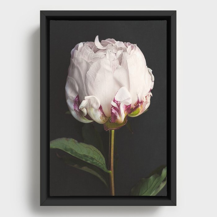 Peony - simply perfect Framed Canvas
