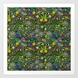 Wildflowers, Not Weeds!   Art Print | Dandelions, Oxalis, Woodsorrel, Botany, Weeds, Violets, Plants, Summergarden, Springgarden, Drawing 
