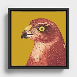 Sparrow Hawk Framed Canvas