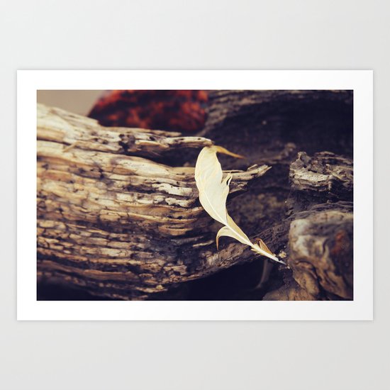 Beach Feathers Art Print