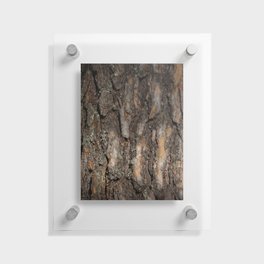 Pine bark close-up Floating Acrylic Print
