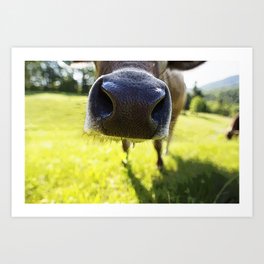 Cow Nose Art Print | Cute, Illustration, Dairy, Photo, Children, Animal, Cow, Brownswiss, Child, Funny 
