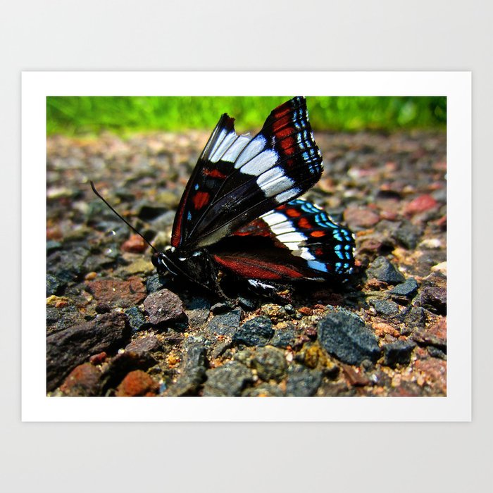 "Hurt no living thing: Ladybird, nor butterfly, Nor moth with dusty wing." Art Print