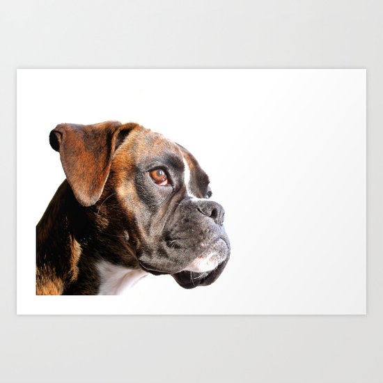 boxer dog portrait Art Print