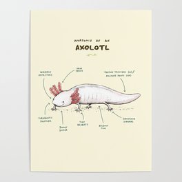 Anatomy of an Axolotl Poster