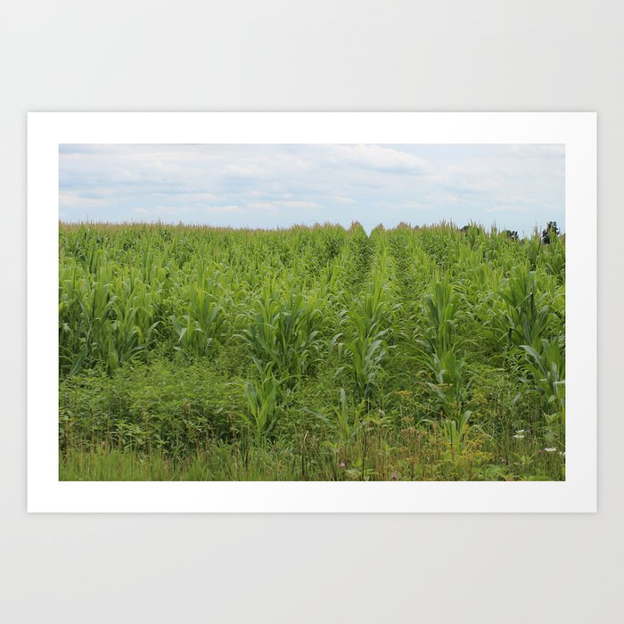 Wisconsin Corn Field Horizontal  Art Print