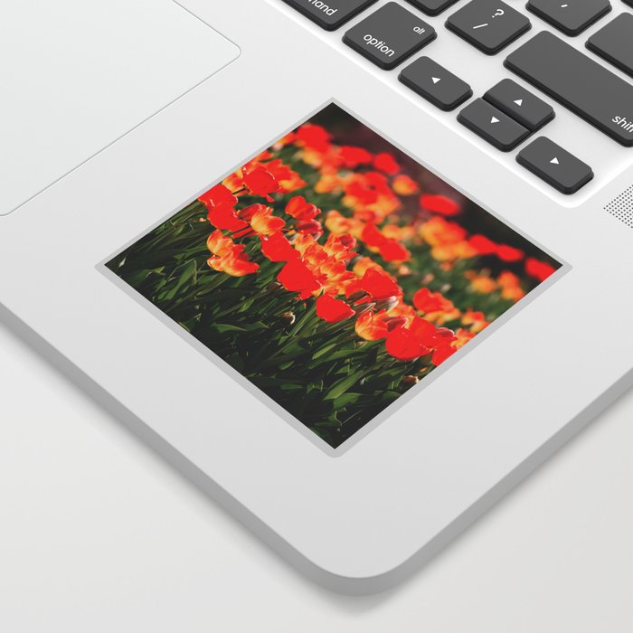 Yellow and Red Tulips I Sticker