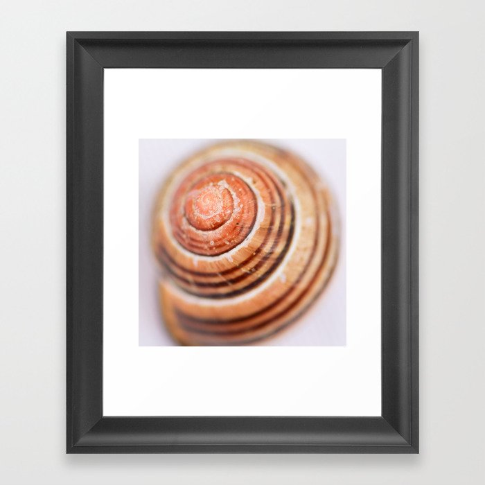 Snail Shell Framed Art Print