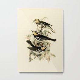 Vintage Birds Golden-cheeked Warbler Illustration  Metal Print