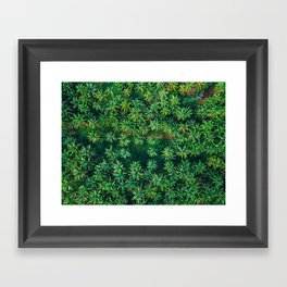 A Winding Path Through The Palm Trees - Siargao, Philippines Framed Art Print