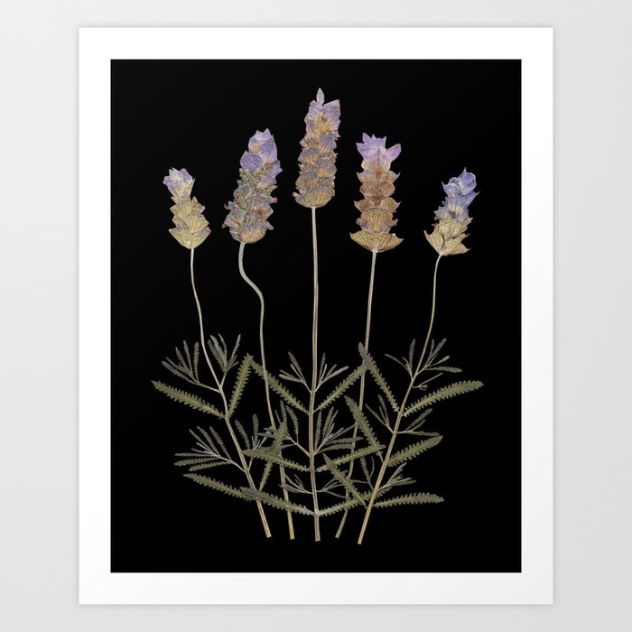 Real pressed Lavender herbarium Art Print