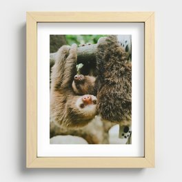 Baby Sloths Recessed Framed Print