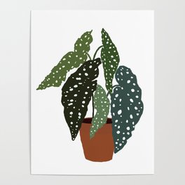 Cutest Polcadot Plant Begonia Maculata Poster