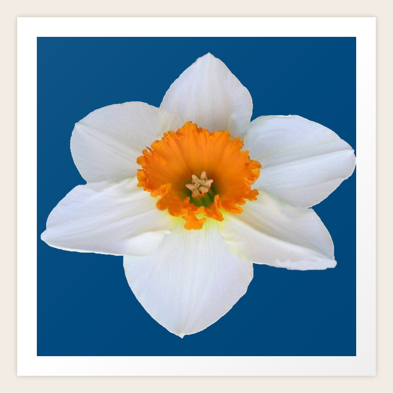 DECORATIVE ORANGE CENTERED WHITE DAFFODIL TEAL ART Art Print by SharlesArt  | Society6