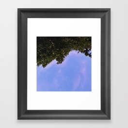 Looking Up at the Trees Framed Art Print