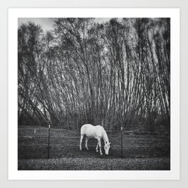Farm Horse #2 Art Print | Farmhouse, Fence, Monochrome, Fields, Cottagecore, White Horse, Washington, Artwork, Photo, Photo Print 