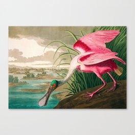 John James Audubon - roseate spoonbill from birds america, artwork by John James Audubon Canvas Print