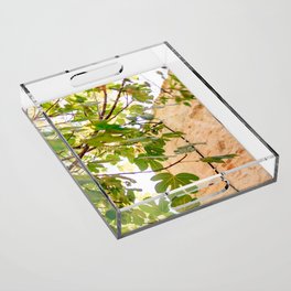 The Fig Tree & The Ancient Building | Still Live & Street Photography in Greece, Europe | Island Live in Summer Acrylic Tray