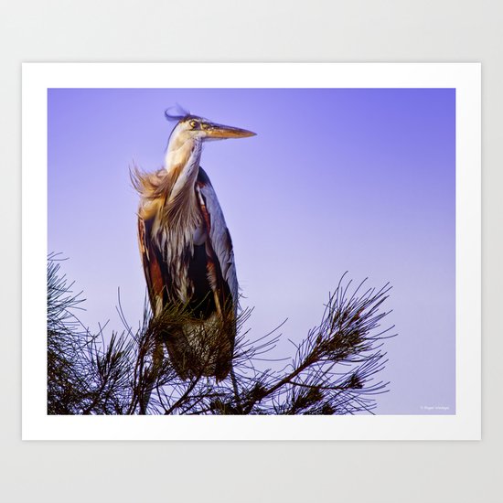 Great Blue Heron Art Print