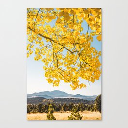 Yellow Aspen Tree & Blue Mountains in Flagstaff, Arizona Canvas Print