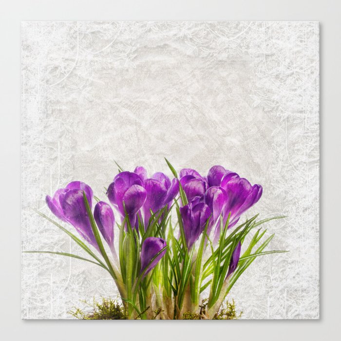 Spring purple flower Canvas Print