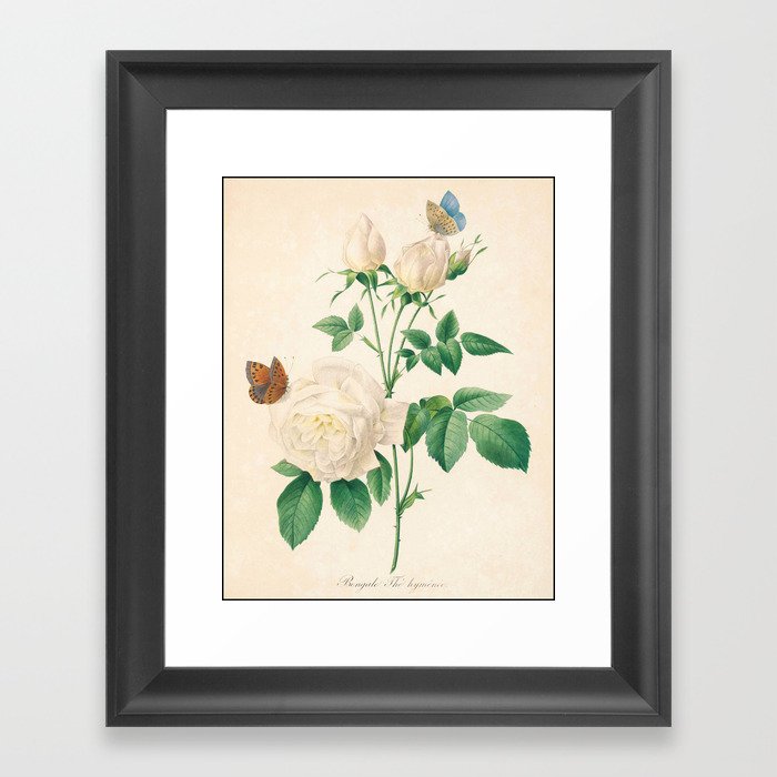 Rose Flower Color Pencil Hand Drawing Framed Art Print By