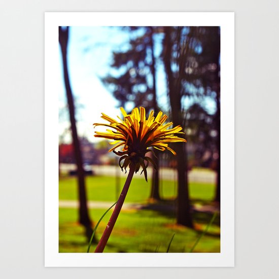 Spring dandelion Art Print