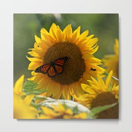 The butterfly the bee and the sunflower Metal Print | Photo, Green, Sunflower, Sunflowers, Wings, Fly, Flowerpetals, Monarchbutterfly, Insect, Beautiful 