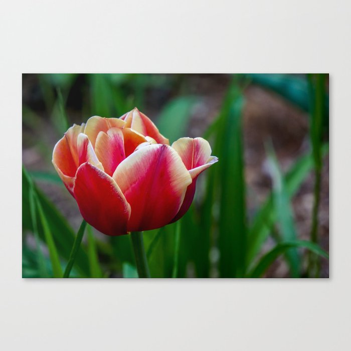 Spring Tulip Canvas Print