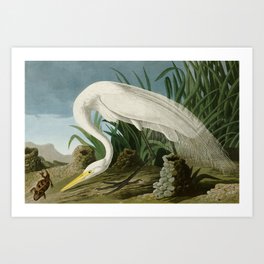 White Heron - John James Audubon's Birds of America Print Art Print