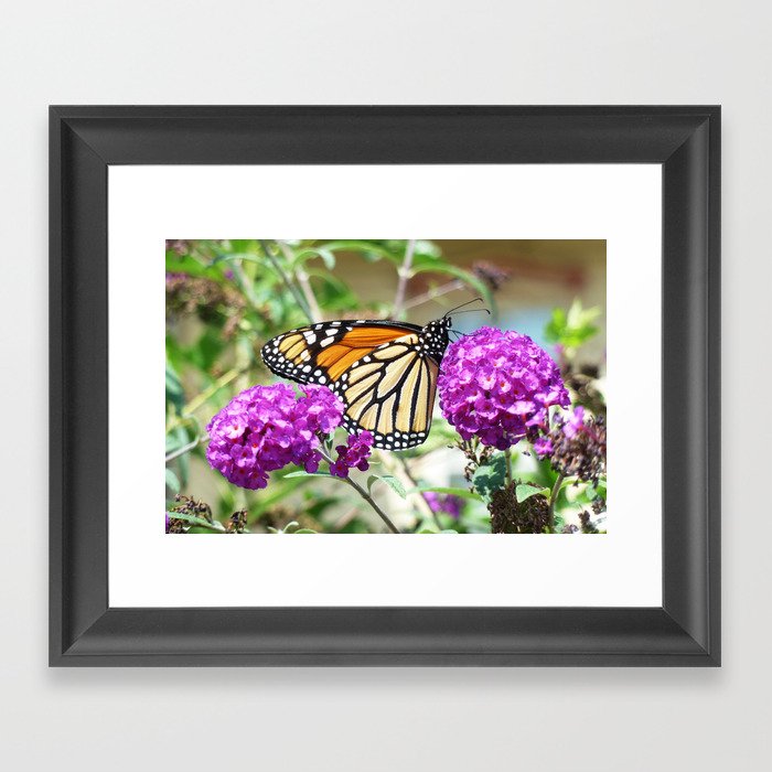Summer Monarch Framed Art Print