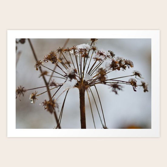 Cow Parsley Art Print