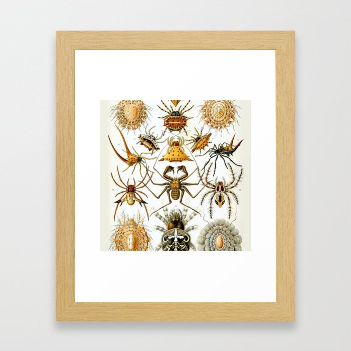 Haeckel Illustration Spiders Framed Art Print