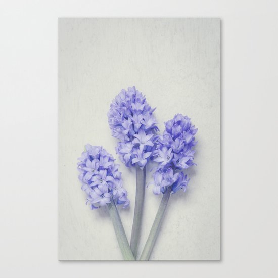 Bright Lilac Hyacinths Canvas Print