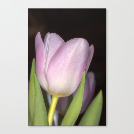 Pink tulip #3 Canvas Print