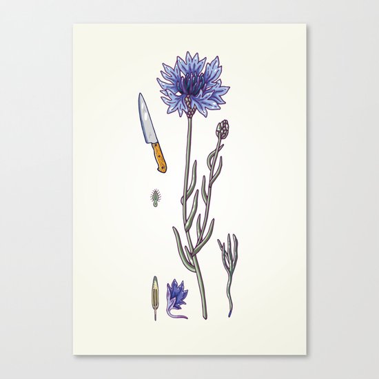 blue cornflower and knife Canvas Print