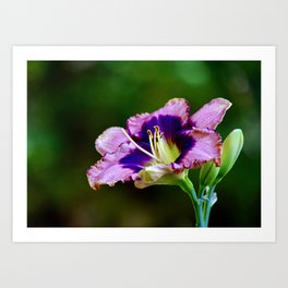 Fuchsia Lily Art Print