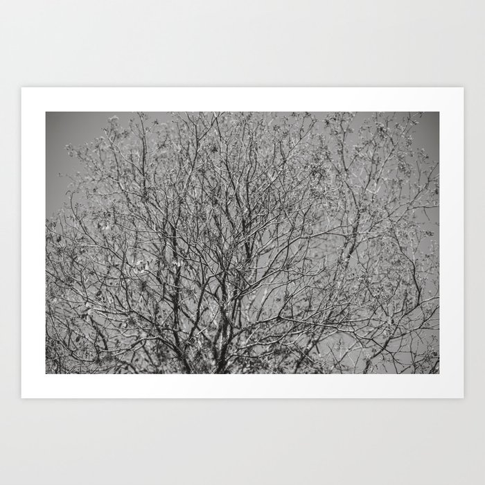 Jungle Leaves - Black and White - Real Tree #9 Art Print