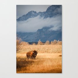 Bison in Wyoming - Nature Photography Canvas Print
