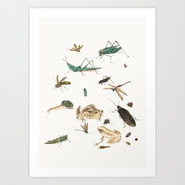 Insects, frogs and a snail Art Print